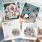 Seashell Display Case with Acrylic Panel
