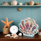 Seashell Display Case with Acrylic Panel
